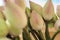 Green-pink lotuses in a Buddhist temple