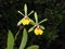 Green pink and yellow orchid Encyclia close up