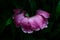 Green pion rose pink rain drop tropical raindrops leaf leaves droplet violet lilac purple