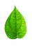 Green piper betle leaf