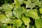 Green Piper sarmentosum plant