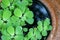 Green pistia stratiotes