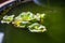 Green Pistia stratiotes in pottery, green floating water lettuce