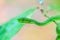 Green pit viper snake