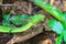 Green pit viper snake