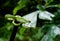 Green pit viper snake stay on top of timber and look at right side on green background with copy space