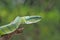 Green Pit Viper snake Tropidolaemus subannulatus on a branch