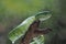 Green Pit Viper snake Tropidolaemus subannulatus on a branch