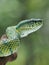 Green Pit Viper snake Tropidolaemus subannulatus on a branch