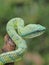 Green Pit Viper snake Tropidolaemus subannulatus on a branch