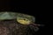 Green pit viper on a tree flicking its tongue seen at matheran