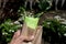 Green pita bread, shaurma, shaverma, kebab, doner. Shawarma in male hand closeup