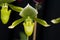 Green pitcher orchid, rare