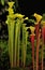 Green pitcher plant (Sarracenia)