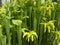 Green pitcherplant / Sarracenia oreophila / Green Pitcher Plant, Montane pitcher plant, GrÃ¼ne Schlauchpflanze