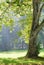 Green plane tree and sunshine rays