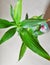 Green planet herbal leaves plant-stem plant-pod green-colour nature freshness growth beauty organic decorative bright sepal