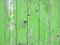 Green planks background or wooden boards texture