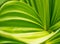 Green plant abstract background. Veratrum, False Hellebore texture closeup