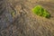 Green plant, adapted to life on the rock