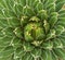Green plant agave