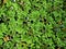 green plant Azolla filiculoides ,Pacific Mosquito Fern ,American Water Fern ,Pacific Azolla