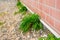 The green plant on background of brick wall of the house.