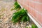 The green plant on background of brick wall of the house.