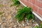 The green plant on background of brick wall of the house.