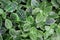 Green plant background. Close-up of Fittonia White Anne leaf