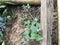 green plant the background of dry land due to drought . nature background