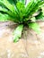 green plant background root view beautiful garden