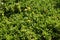 Green plant background- sedum rubrotinctum