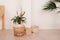 Green plant in beige wicker basket and empty baskets in light empty exterior of the room. Stylish minimalistic Scandi interior.