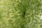 Green plant blur macro background texture