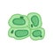 Green plant cells with nucleus. Biology and microbiology concept. Flat vector design template for medicine infographic