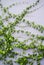 Green plant climb at wall, Vertical garden