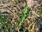 Green plant daphne gnidium