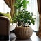 Green Plant in a Decorative Basket in Modern Interior. Generative AI