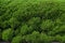 Green plant dense wall background