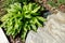 Green plant on a flower bed next to a large decorative gray stone