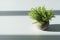 Green plant in flower pot with sunlight shadow on white table wi