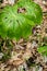 Green plant in the forest