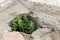 Green plant germinate on an old stone wall. Concept of overcomi