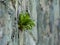 Green Plant Growing Out of Aquamarine Stone