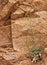 Green Plant Growing out of Barren Rock Face in Desert