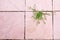 Green plant growing between pink surface concrete floor gap in beautiful shape. hope of life abstract background High-key.