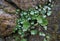 Green plant growing on stone