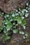 Green plant growing on stone