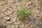 Green plant growing trough soil